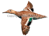 Bespoke shoot cards game shooting duck in flight orignal artwork