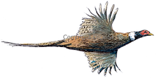 Cock pheasant in flight bespoke shot cards game cards game shooting