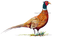 Pheasant original artwork bespoke shoot card
