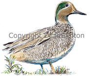 Standing duck orignal artwork shoot cards game shooting