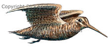 Woodcock in flight bespoke shoot cards