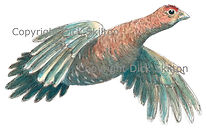 Grouse in flight original artwork bespoke shoot cards game shooting#