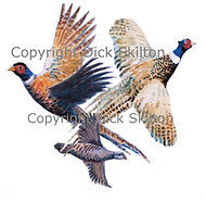 Pheasant and partridge in flight gam shooting shoot cards