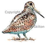 Standing woodcock shoot cards