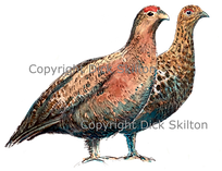 Standing grouse shoot card artwork