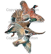 Pheasant partridge duck gam shooting shoot cards