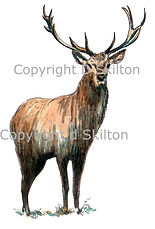 Stag game shooting, shoot cards, bespoke, stationery, artwork