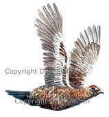 Grouse in flight shot cards original artwork game shooting