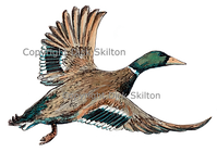 Duck mallard in flght shoot cards game shooting original artwork
