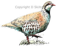 Standing Partridge original artwork bespoke shot cards game shooting