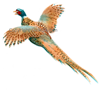 Cock pheasant in flight bespoke shoot cards game shooting original artwork