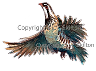 Partridge in flight bespoke shoot cards game shooting original artwork