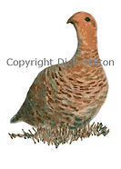 Female sitting grouse bespoke shoot cards original artwork game shooting