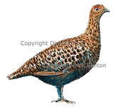 Standing female grouse shoot card artwork