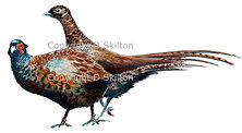 Brace of pheasants bespoke shoot cards original artwork