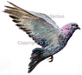 Pigeon in flight shoot cards game shooting