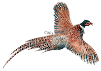 Cock pheasant in flight original artwork bespoke shoot cards game cards game shooting