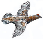 Grouse in flight shoot cards game shooting
