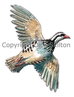 Partridge in flight bespoke shoot cards game shooting original artwork