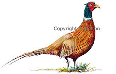 pheasant duck and partridge original artwork