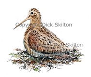Sitting woodcock shoot cards game shooting