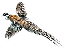 Cock pheasant in flight game shooting shoot cards