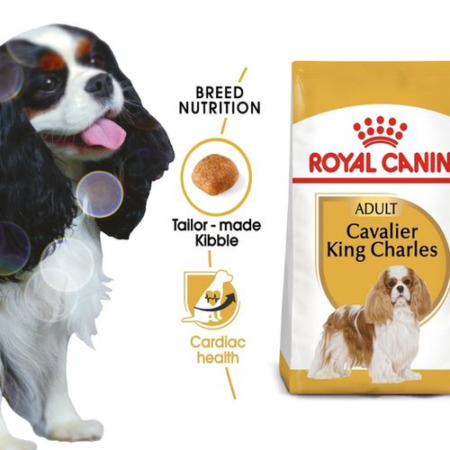 royal canin cavalier king charles