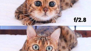 Non hai mai capito come funziona il diaframma? Te lo spiega questo gatto!