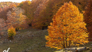 Autunno e fotografia, forse c'è qualche problema!