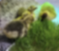 goslings2.png