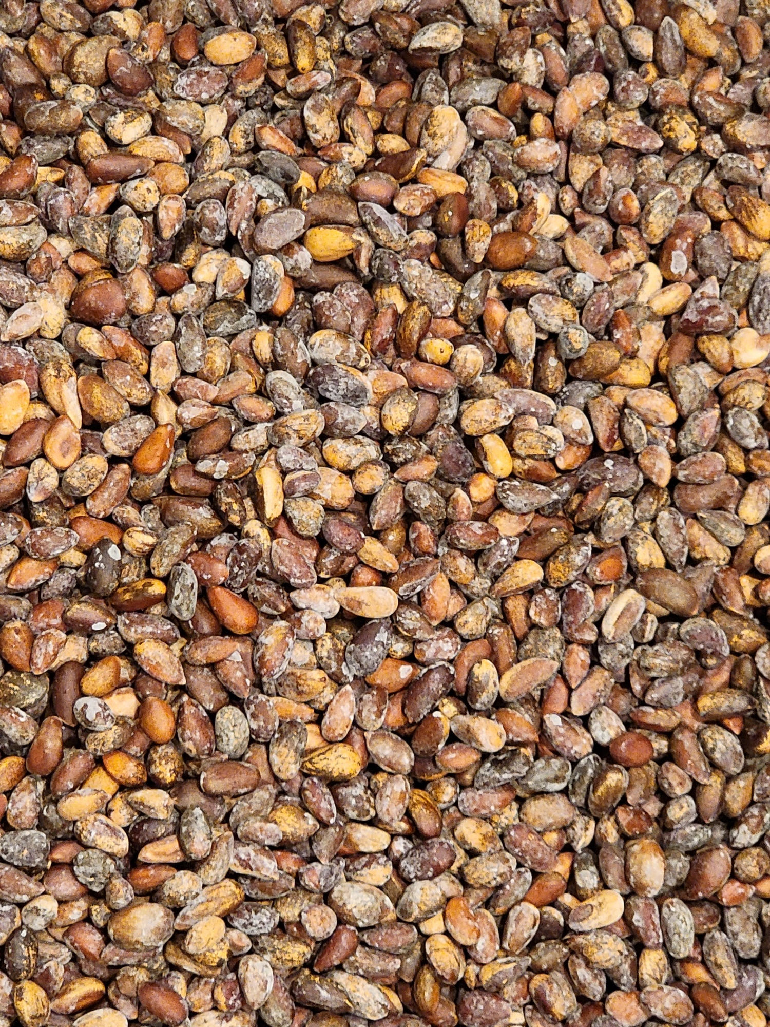 5 lbs Roasted and Salted Pinon