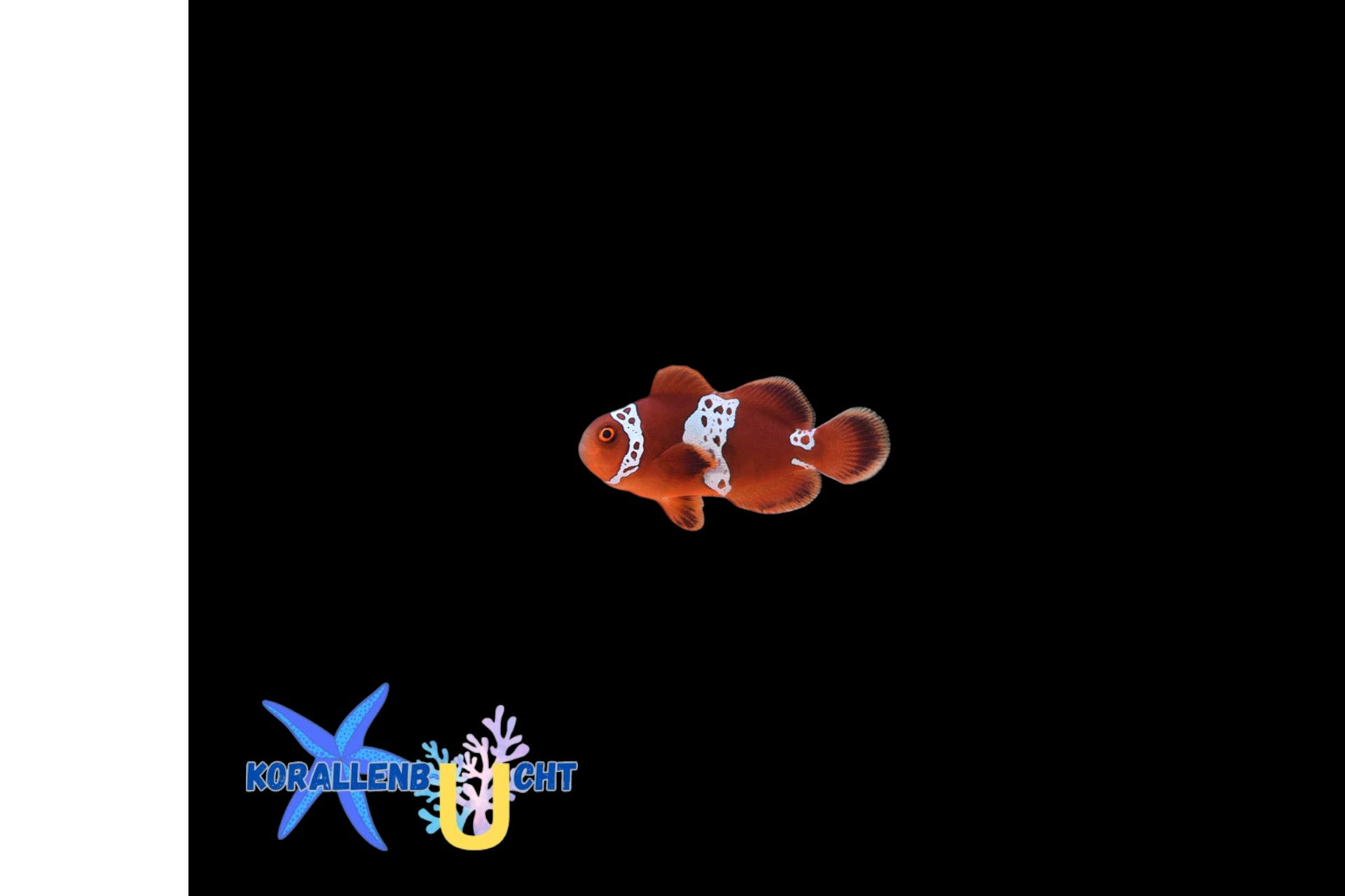 Premnas biaculeatus - Lightning Maroon Clownfish NZ