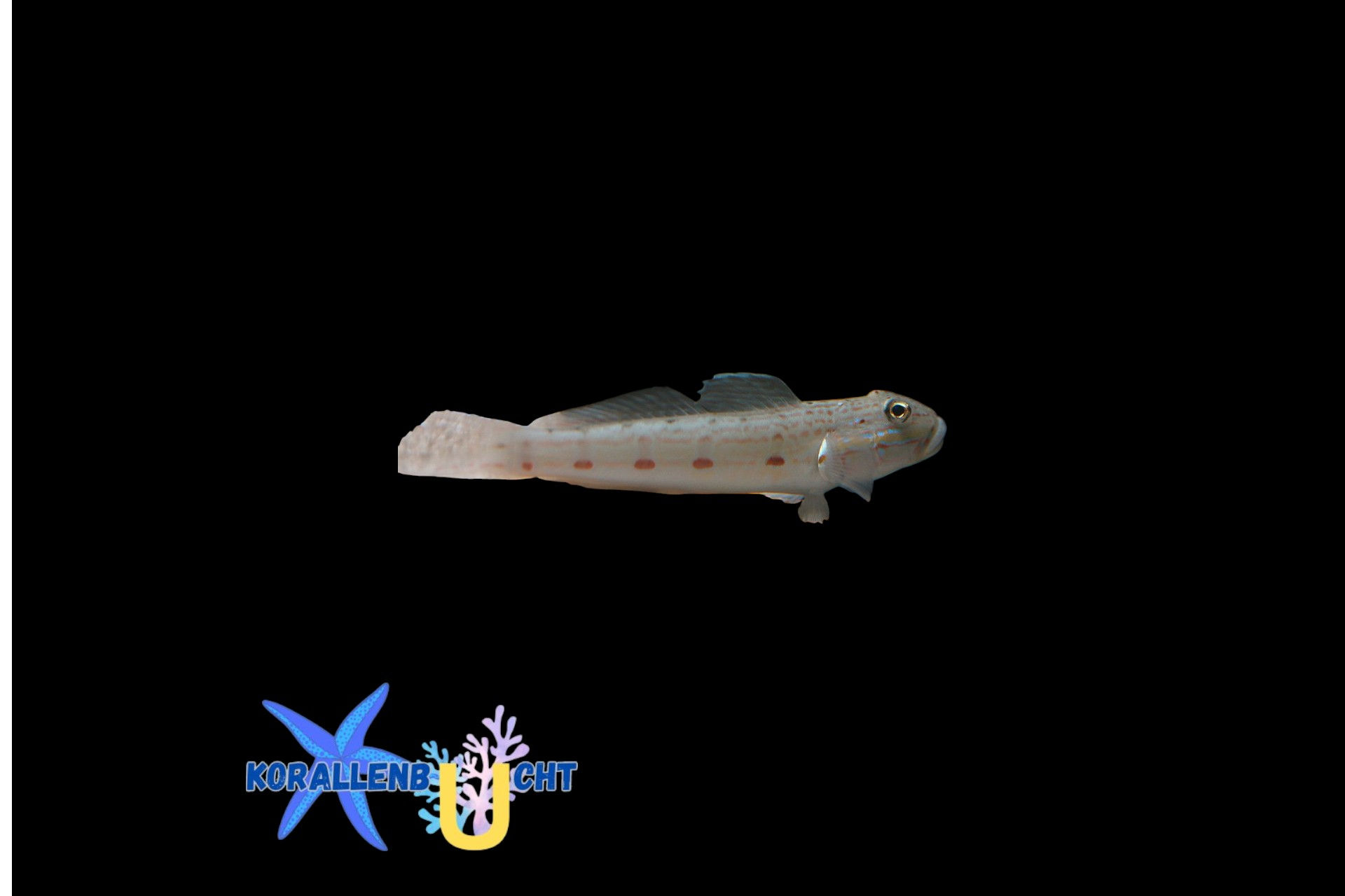 Valenciennea longipinnis – Langflossen-Schläfergrundel