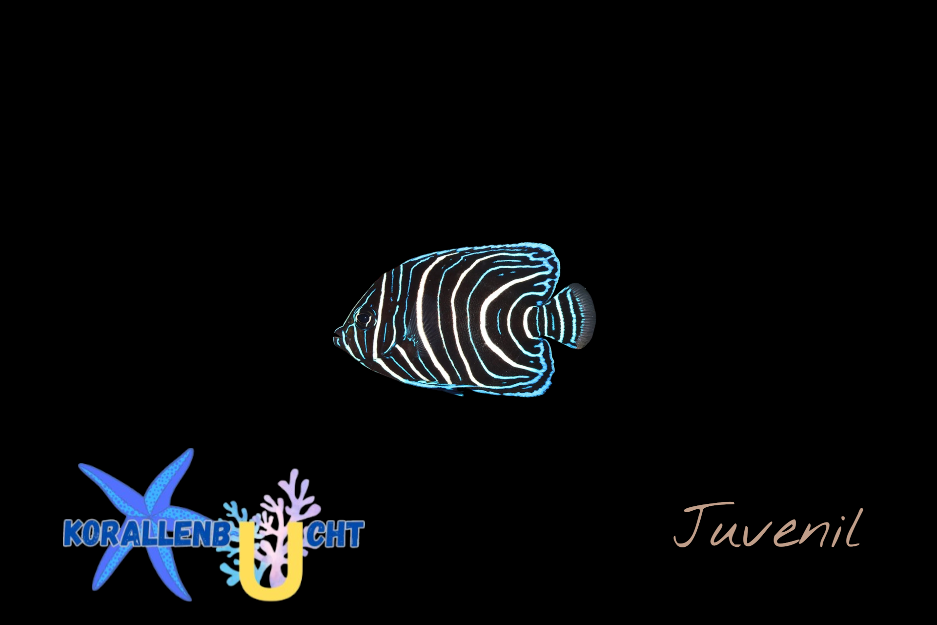 Pomacanthus semicirculatus - Koran-Kaiserfisch (juv.)