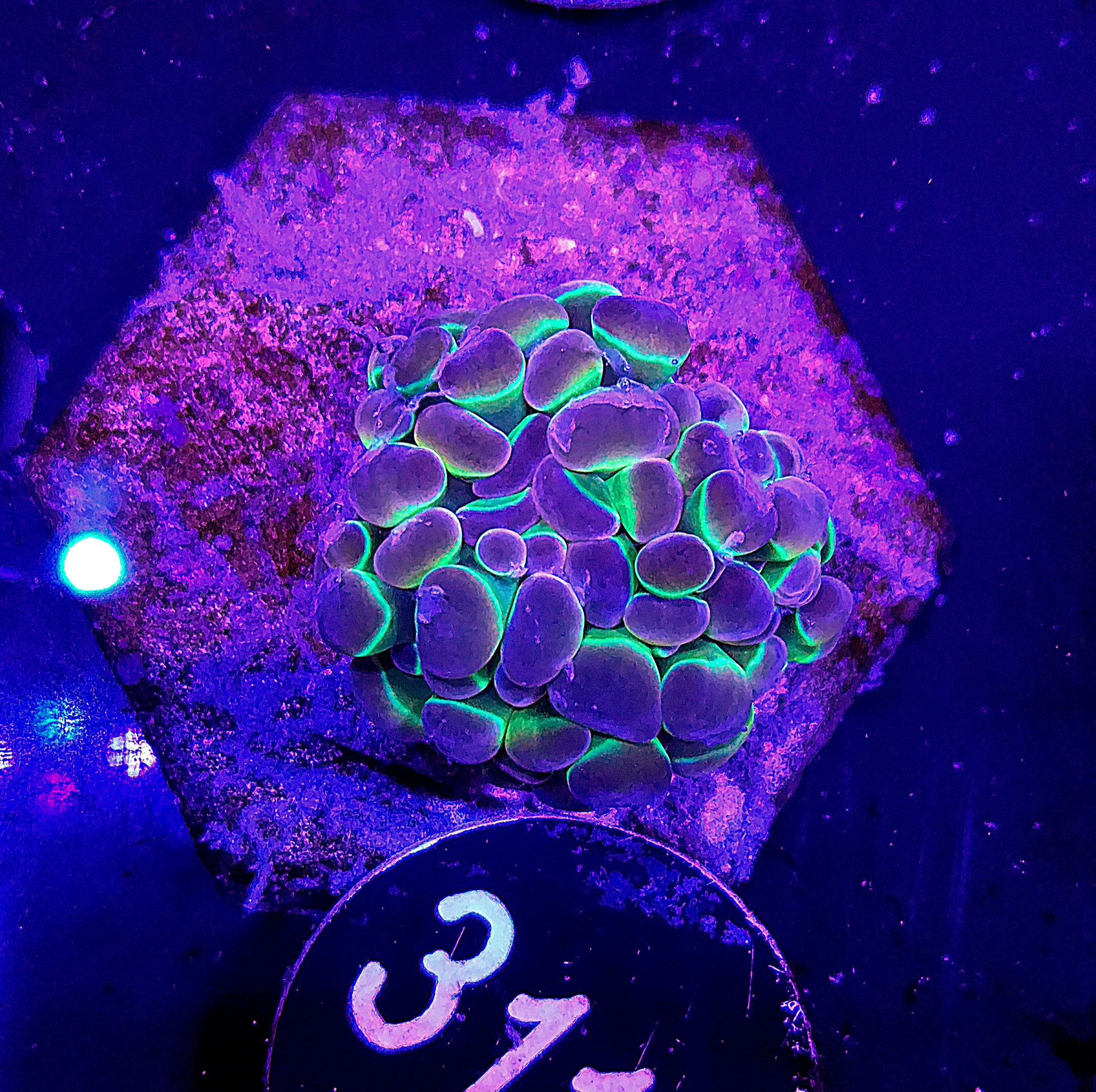Euphyllia paraancora "Hologram"