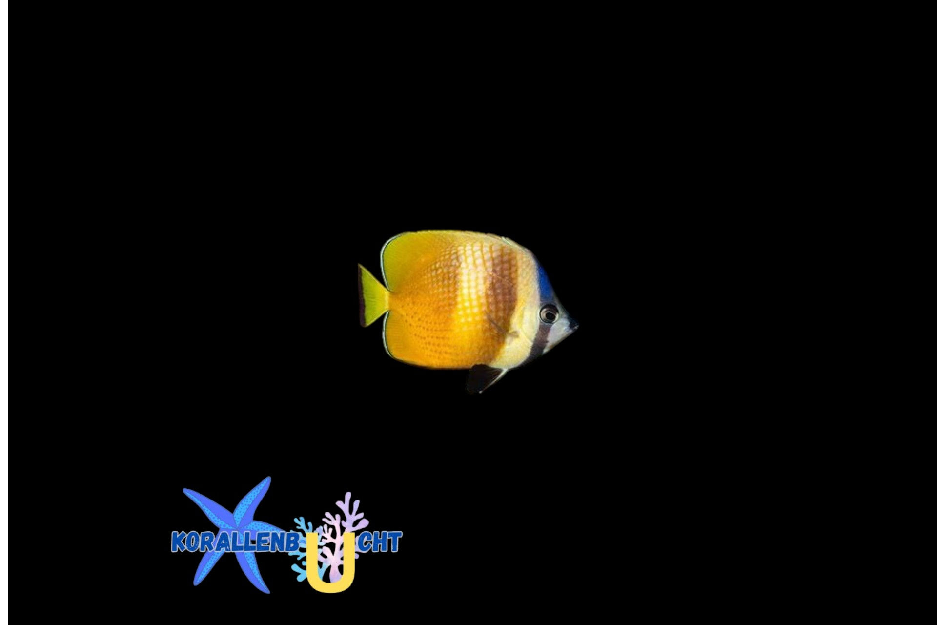 Chaetodon kleinii - Kleins Falterfisch