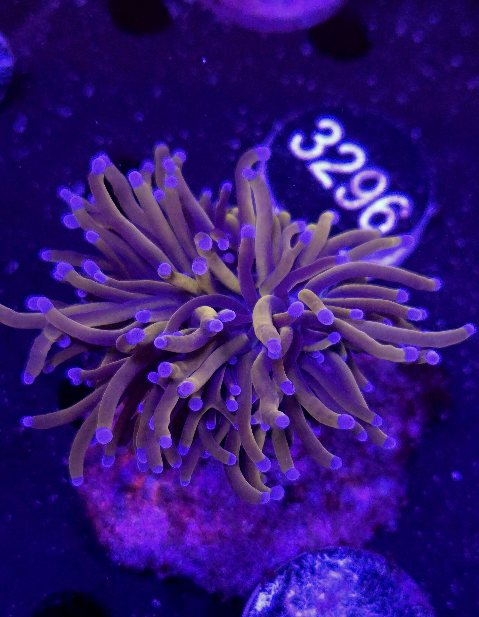 Euphyllia glabrescens "Black Panther" (Filter) 1 Head