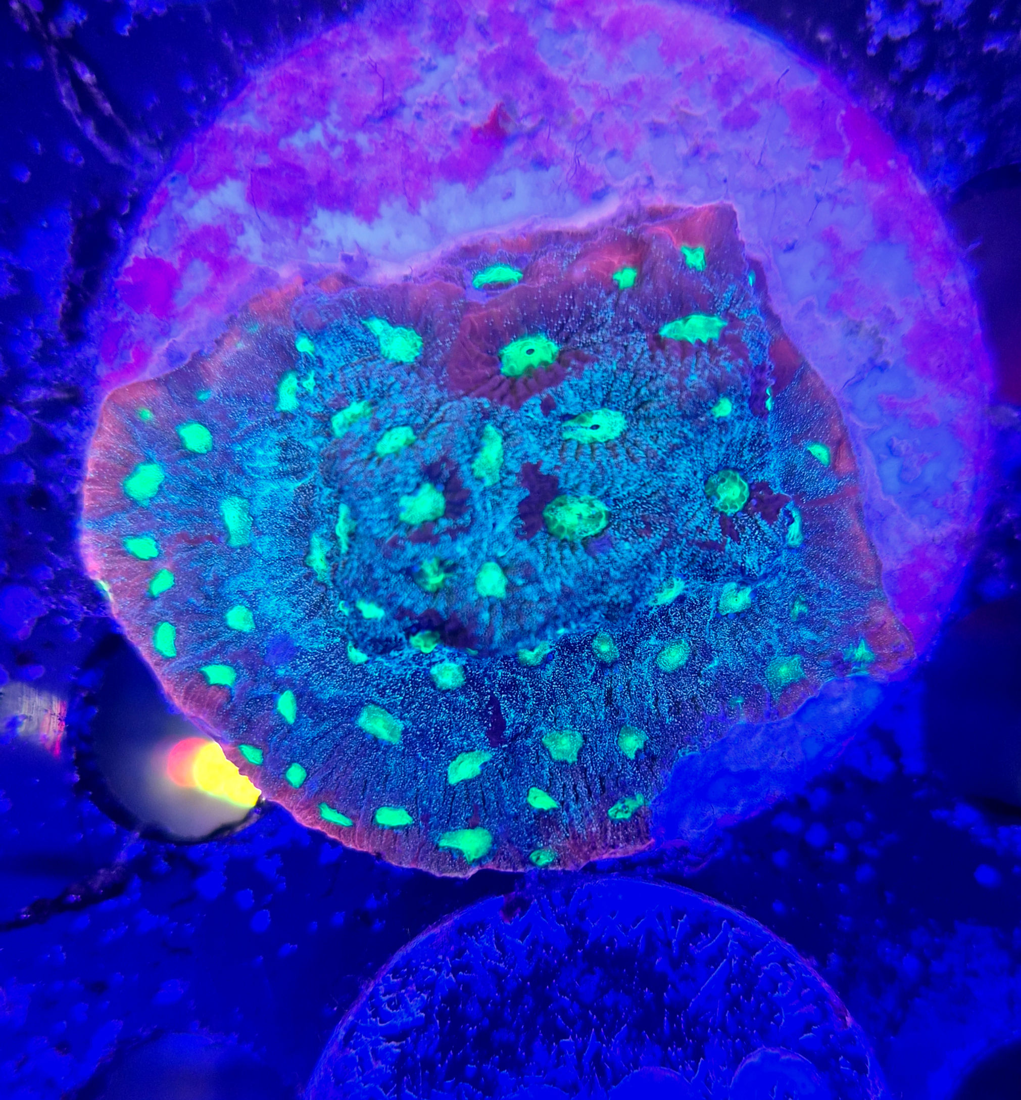 Favites pentagona "Premium"