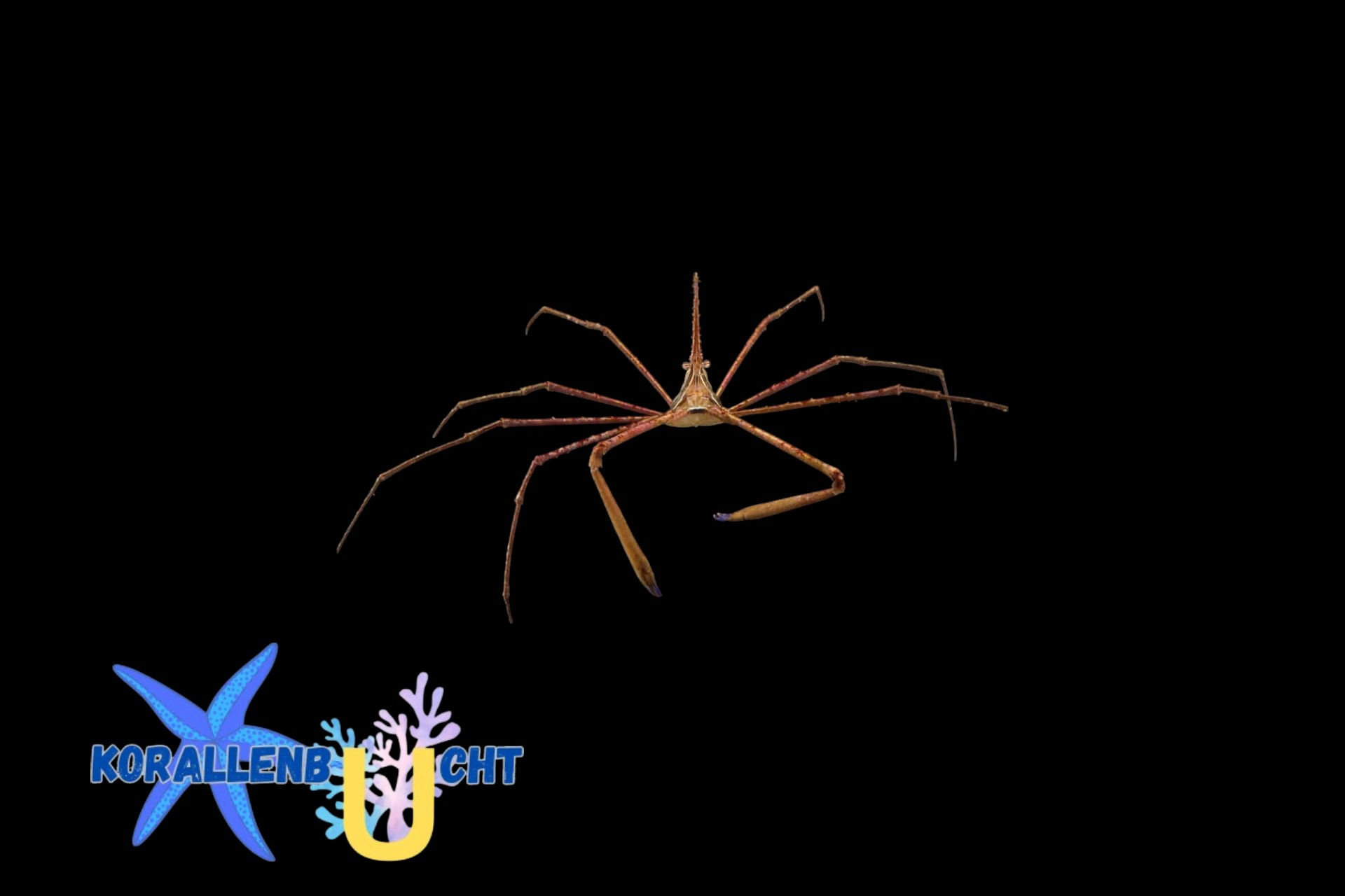Stenorhynchus seticornis - Karibische-Pfeil-Gespensterkrabbe