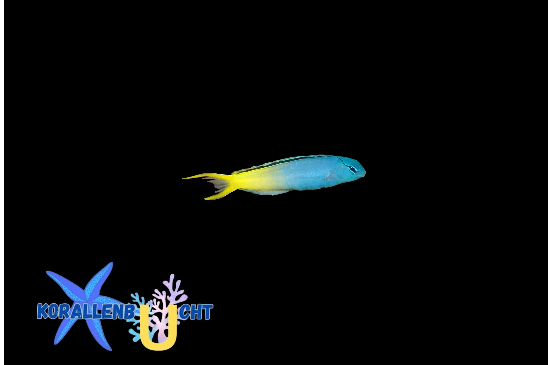 Meiacanthus atrodorsalis - Säbelzahnschleimfisch