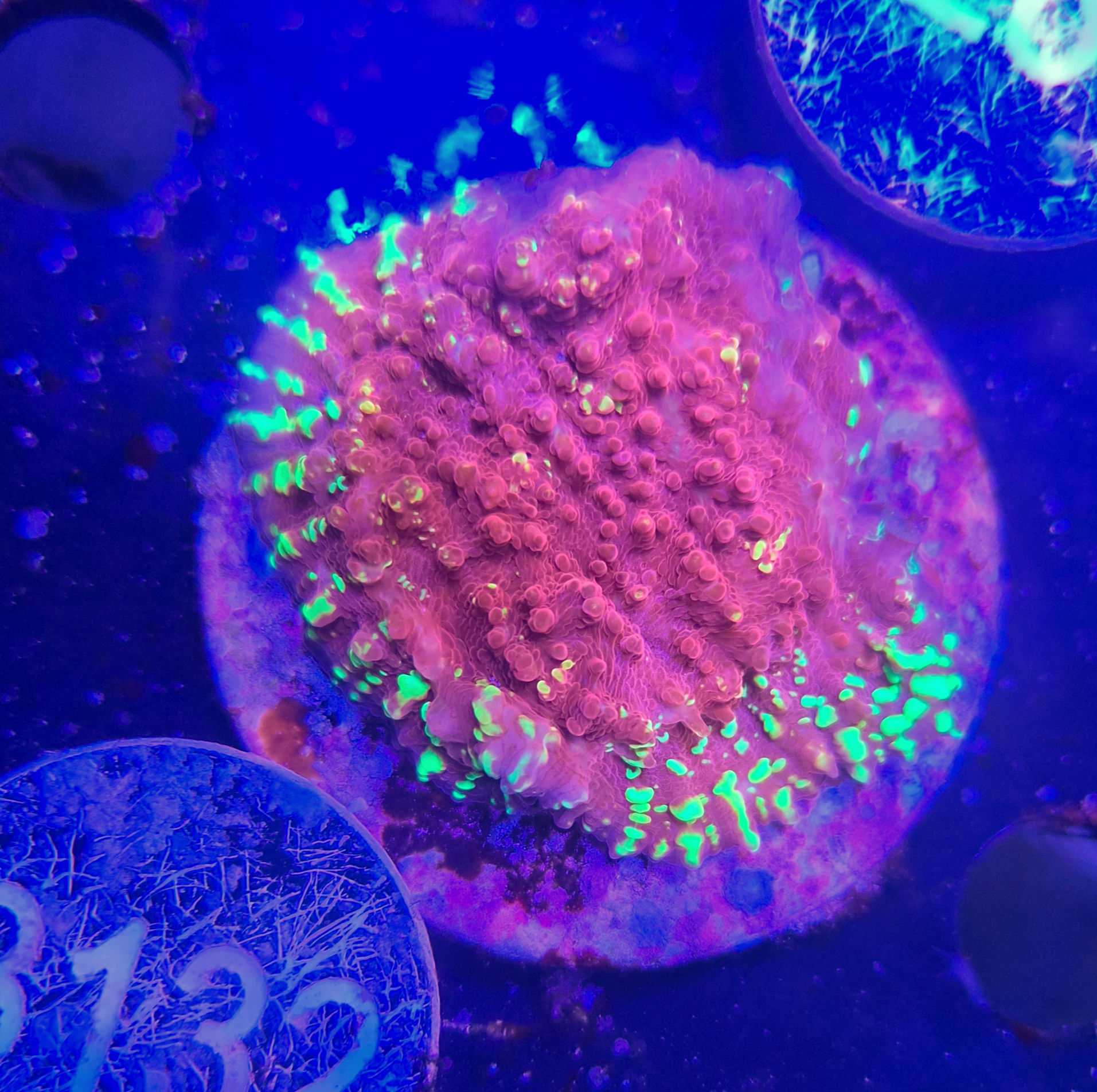 Chalice "Goldmaster"