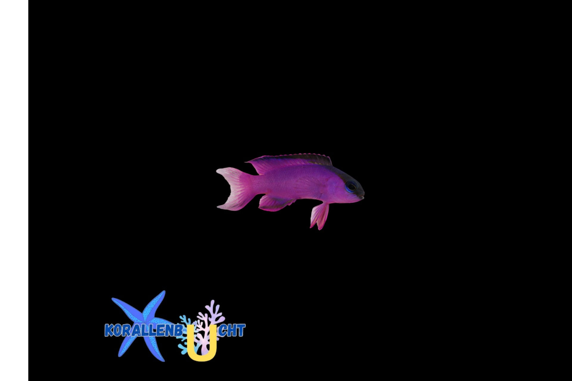 Gramma melacara - Schwarzkappen-Feenbarsch