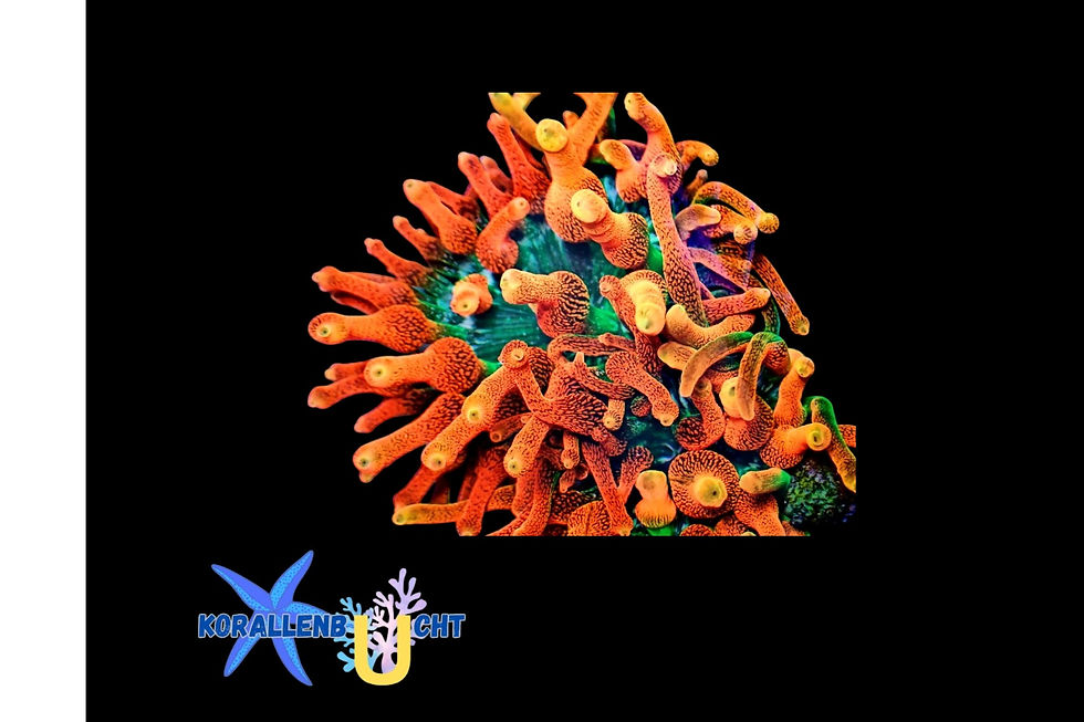 Entacmaea quadricolor "Rood"