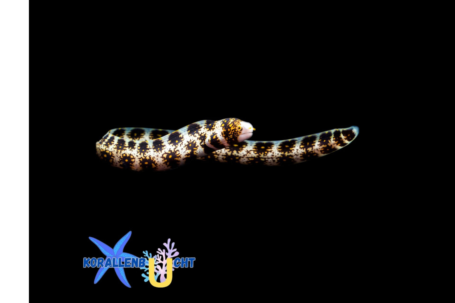 Echidna nebulosa - Sternfleckmuräne