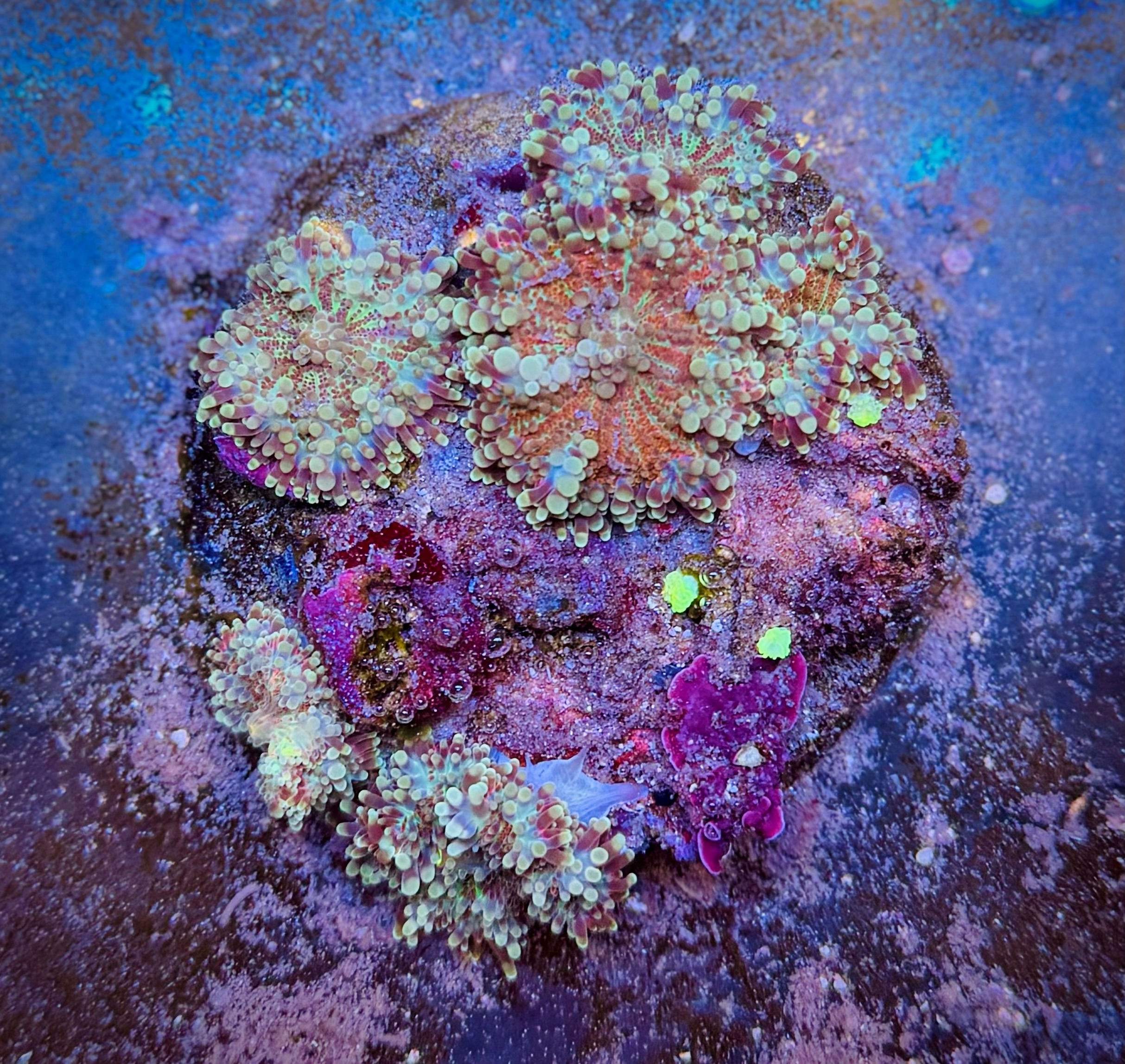 Ricordea yuma "Multicolor"