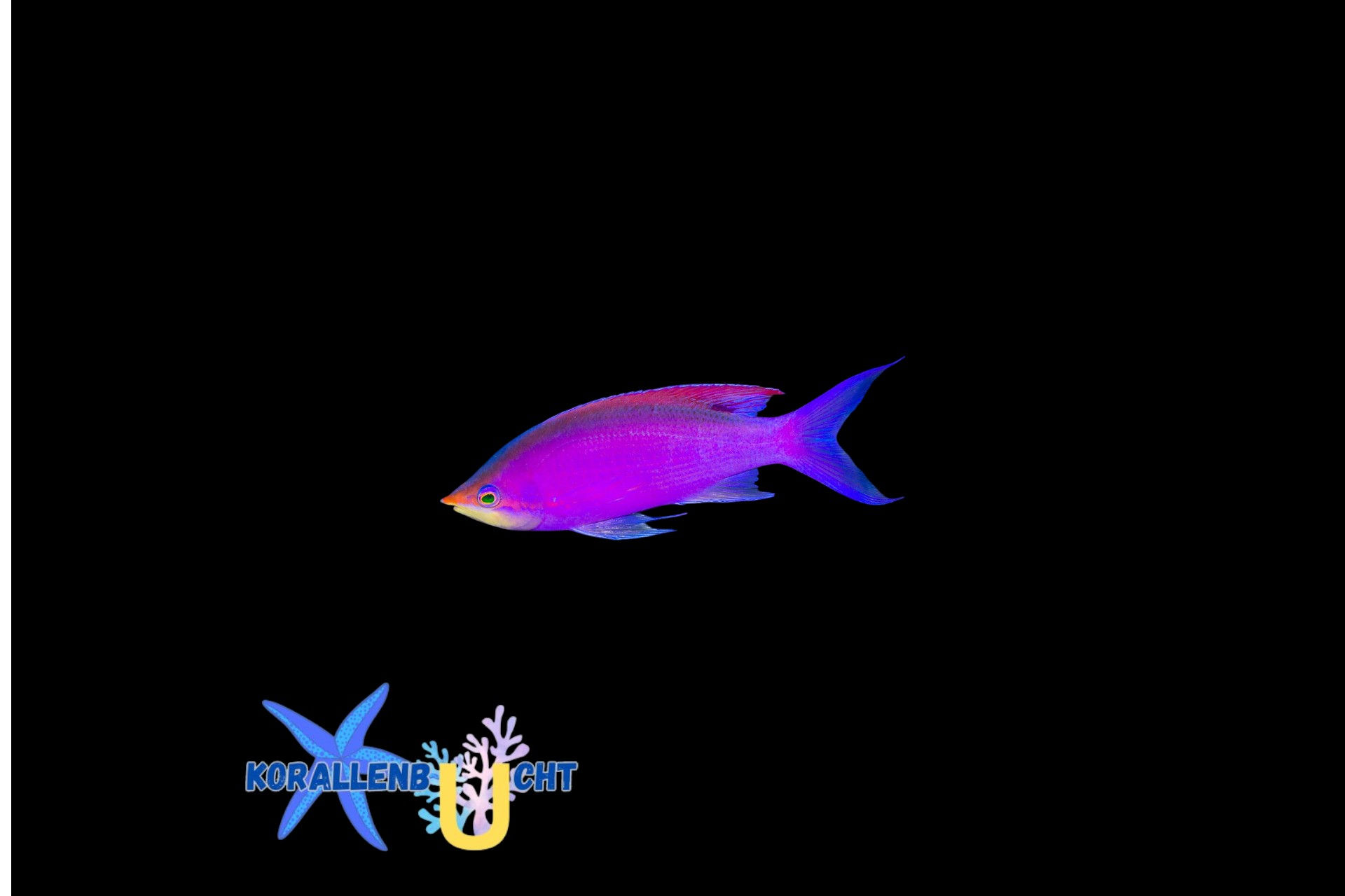 Pseudanthias tuka - Mirolabrichthys tuka