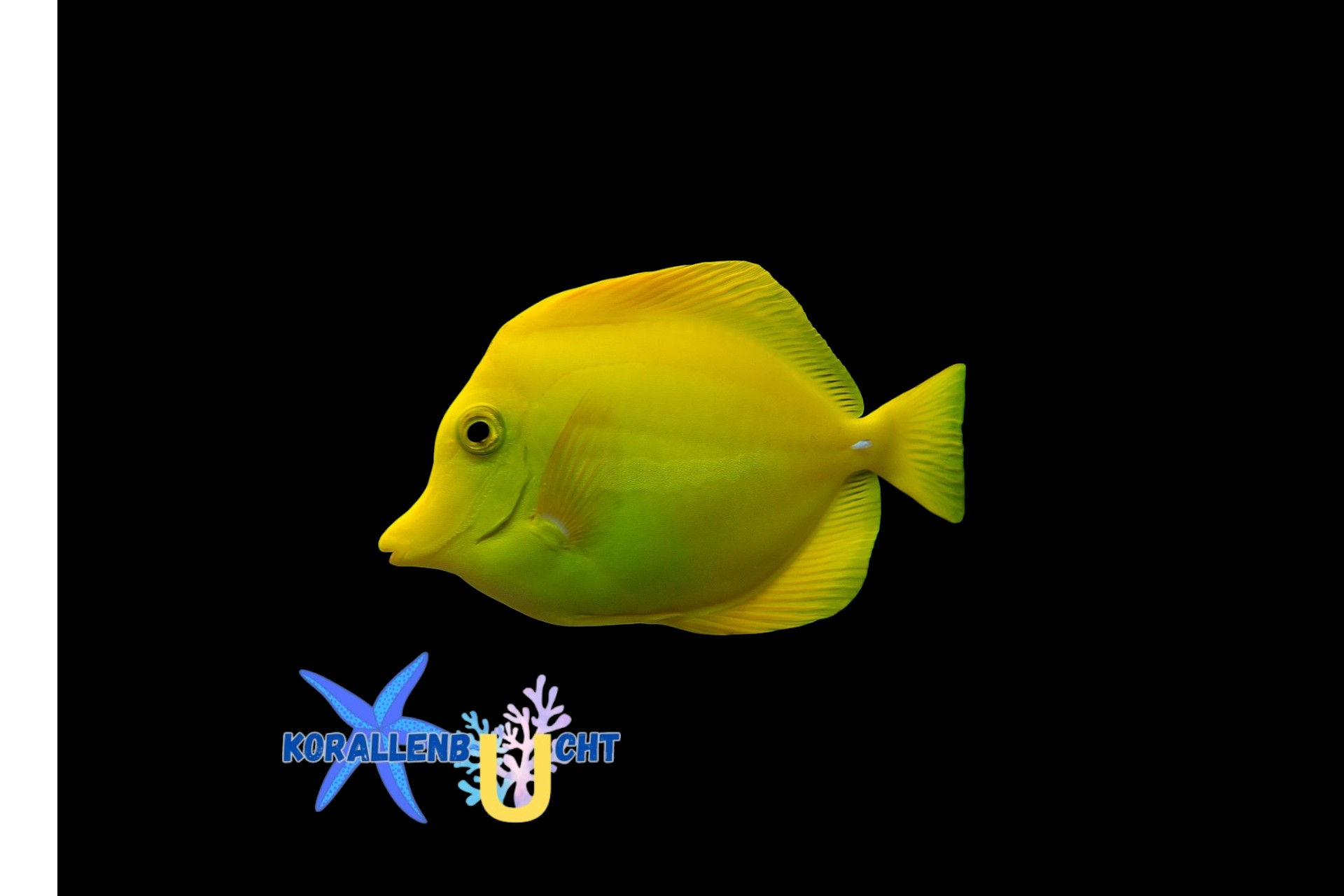 Zebrasoma flavescens - Gelber Doktorfisch - Nachzucht