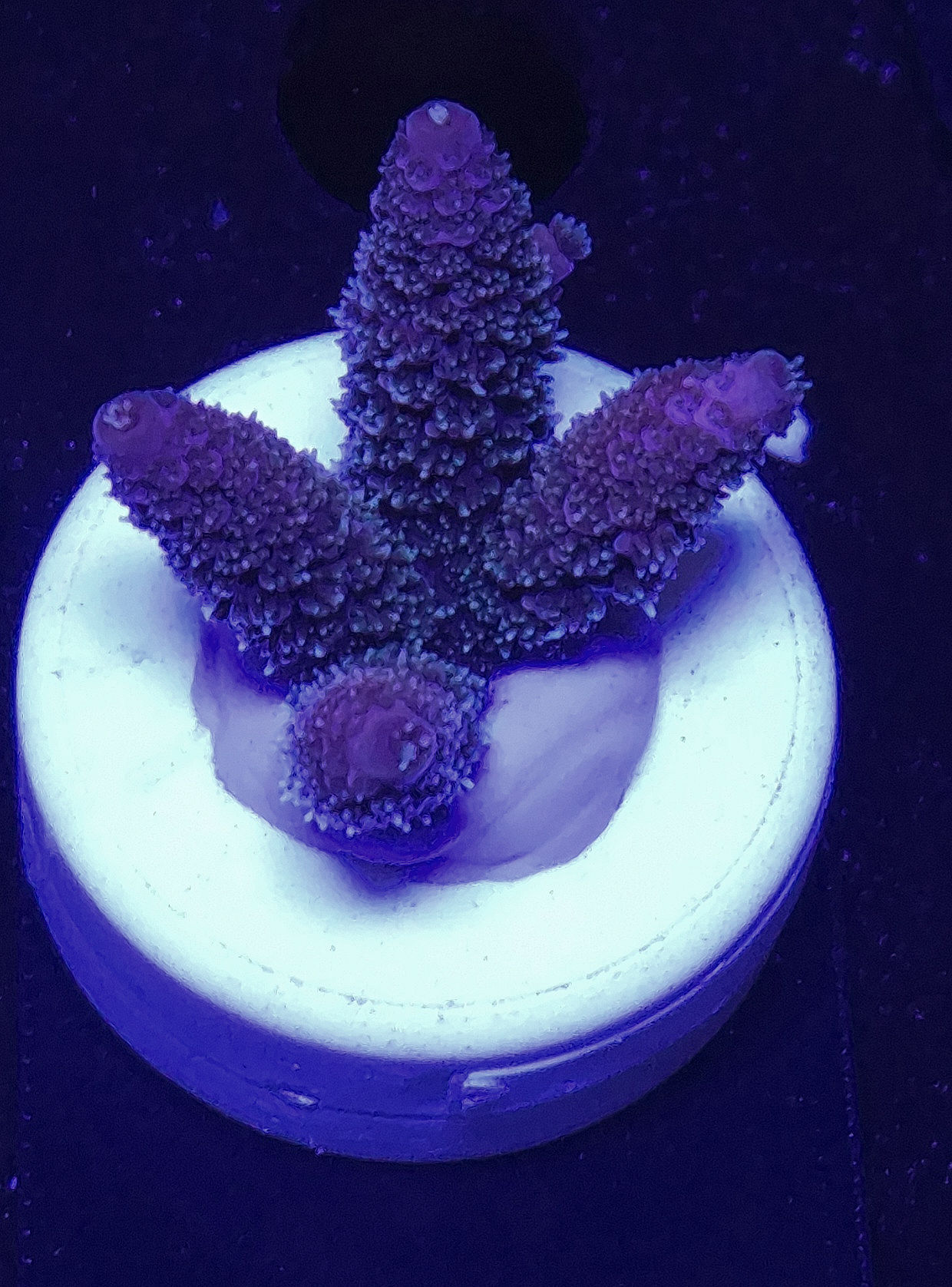 Acropora millepora "Pomegranate" - SciReef - Grade 1