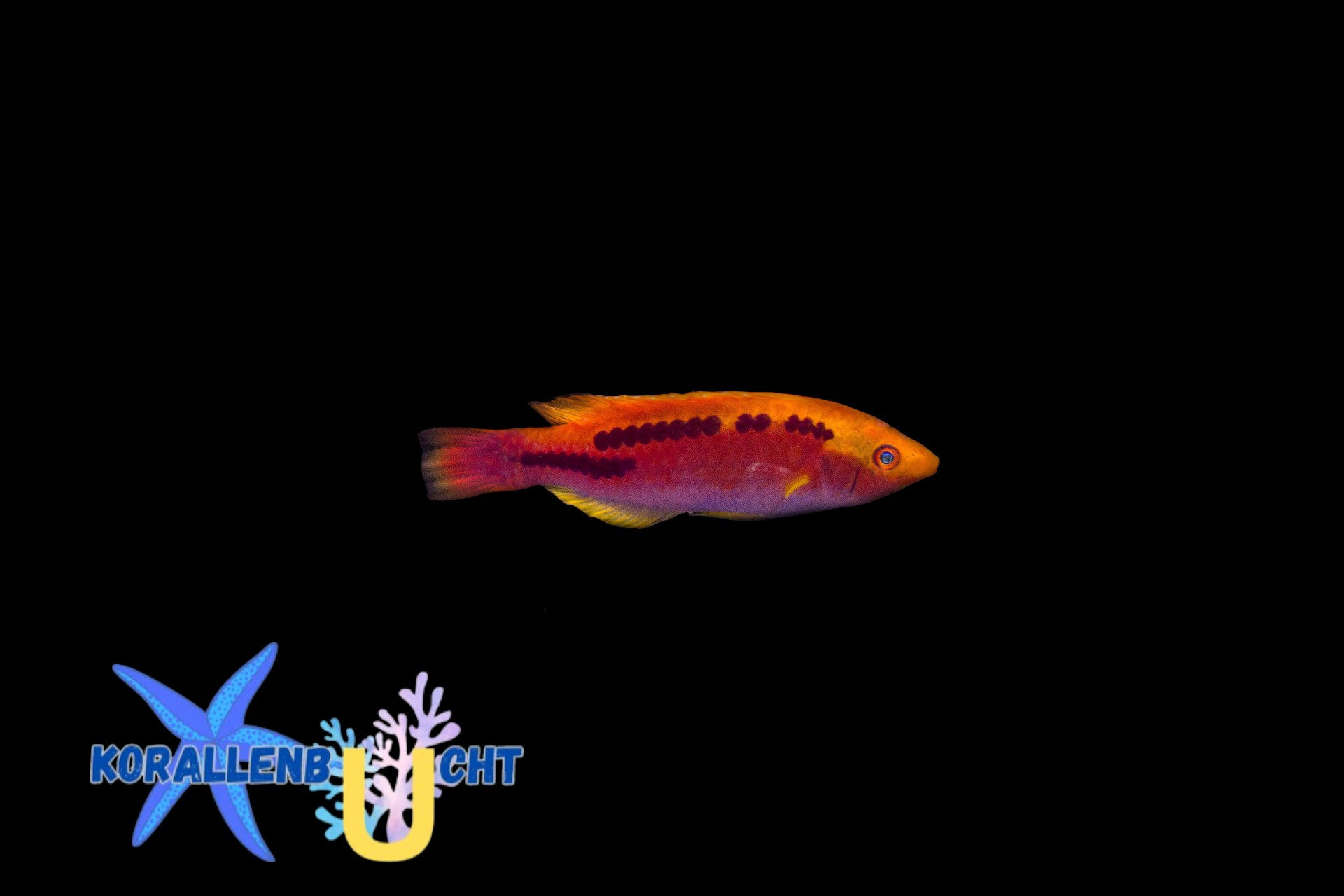 Cirrhilabrus lubbocki - Lubbocks Zwerglippfisch