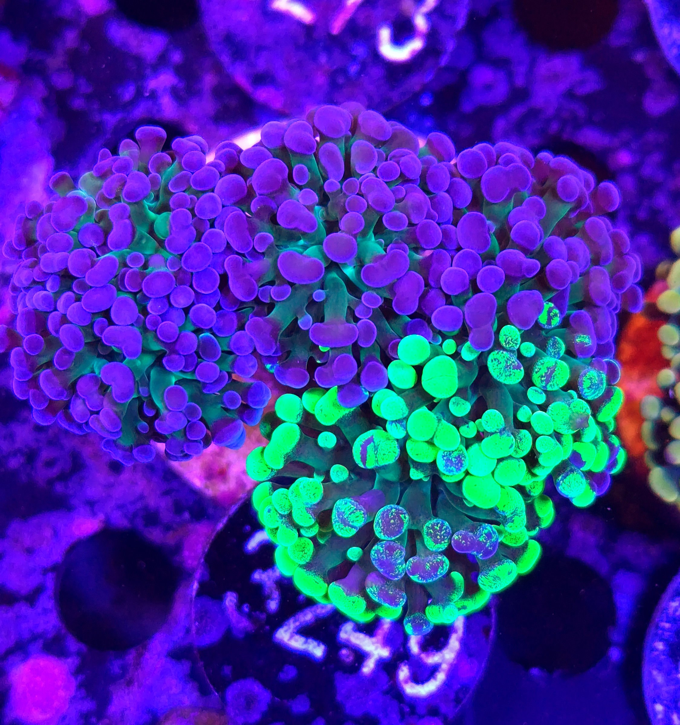 Euphyllia paraancora "Grafted"